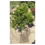 5 Spreader Sea Green Juniper Plants