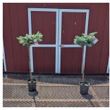 2 Dwarf Topiary Blue Globe Spruce Plants