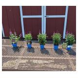 5 Purple Gum Candles Veronica Speedwell Plants