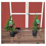 2 Dwarf Alberta Spruce Plants