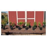 12 Green Giant Arborvitae Plants
