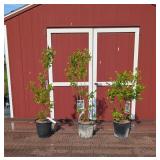 3 Northland Blueberry Plants