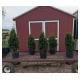 5 Emerald Green Arborvitae Plants