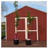 2 Stella Sweet Cherry Trees