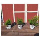 3 Fire Light Sun Hydrangea Plants