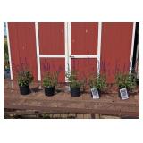 5 Violet-Blue Caradonna Saliva Sage Plants
