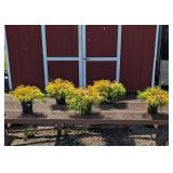 5 Gold Mop Cypress Plants