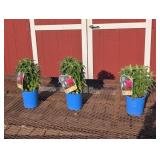 3 Dwarf Red Cherry Pops Bee Balm Plants