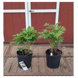 2 Japanese Yellow Bartzella Peony Trees