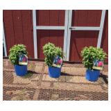 3 Dwarf Red Cherry Pops Bee Balm Plants