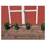 4 Coral Ka-Pow Garden Phlox Plants