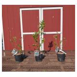 3 Big Chandler Blueberry Plants