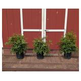 3 Peach Blossom Plume Flower Astible Plants