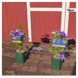 2 Blue-Purple Lindsay Clematis Vine Plants