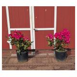 2 Red Nova Rhododendron Plants