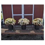 3 Hardy Evergreen White Helen Curtis Azalea Plants