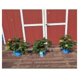 3 Rebloomer Blue Mophead Bloomstruck Hydragea Plan