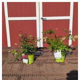 2 Knock Out Double Red Rose Plants