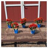 5 Dwarf Red Touched Yellow Blanket Flower Plants
