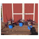 3 Plum Pudding Heuchera Plum Pudding Plants