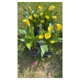 Yellow Calla Lilies