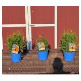 3 Yellow Early Sunrise Coreopsis Plants