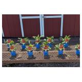 10 Mixed Colors Cheyenna Coneflower Plants