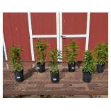 6 Grape Lollipop Garden Phlox Plants