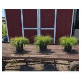 3 Ornamental Seedless Praline Fountain Grass Plant