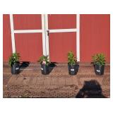 4 Watermelon Flame Garden Phlox Plants