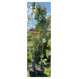 2 Cherry Kwanzan Trees