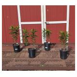 4 Hardy Pink Oriental Fragrant Stargazer Lily Plan