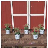 5 Cranberry Cocktail Dianthus Plants