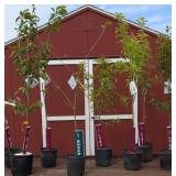 Orchard Tree Starter Collection