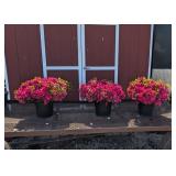 3 Hardy Evergreen Hot Pink Renee Azalea Plants