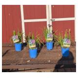 4 Rose-Purple Miss Apple Siberian Iris Plants