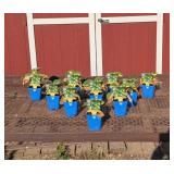 10 Green & Yellow Dream Weaver Hosta Plants