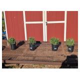 4 Fragrant Blue Sensational Lavender Plants