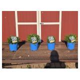 4 White Becky Shasta Daisy Plants