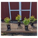4 Legacy Blueberry Plants