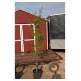 2 Fall Red Sun Valley Maple Trees