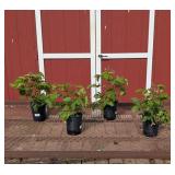 4 Thornless Triple Crown Blackberry Plants