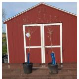 2 Pink Kousa Dogwood Trees