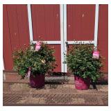 2 East Elegance Music Plants Rose Plants