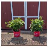 2 Hasslefree Purple Twilight Zone Rose Plants