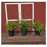 3 Red Scarlet Honeysuckle Vine Plants