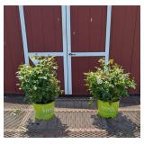 2 Knockout Orange Glow Rose Plants
