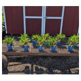 10 Red Uptick Coreopsis Plants