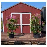 2 Fragrant Pink Miss Canada Lilac Plants