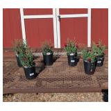 6 Fragrant Red Passion Dianthus Plants